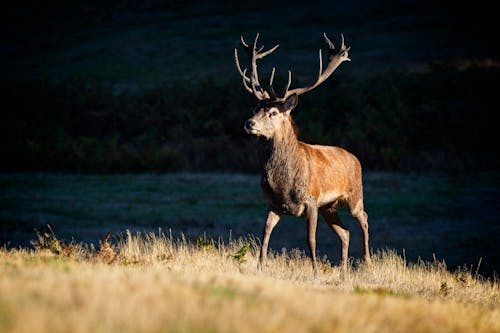 Red Deer on a Grass Field