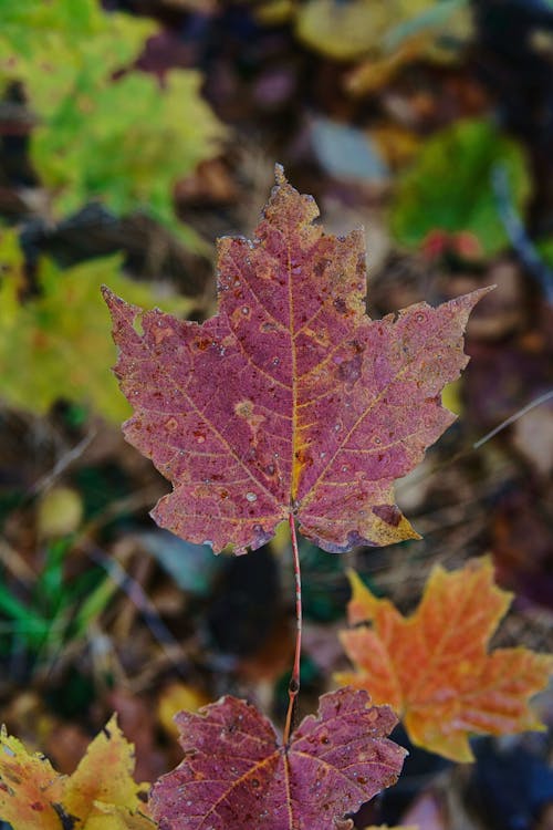Free stock photo of autumn, brown, cold