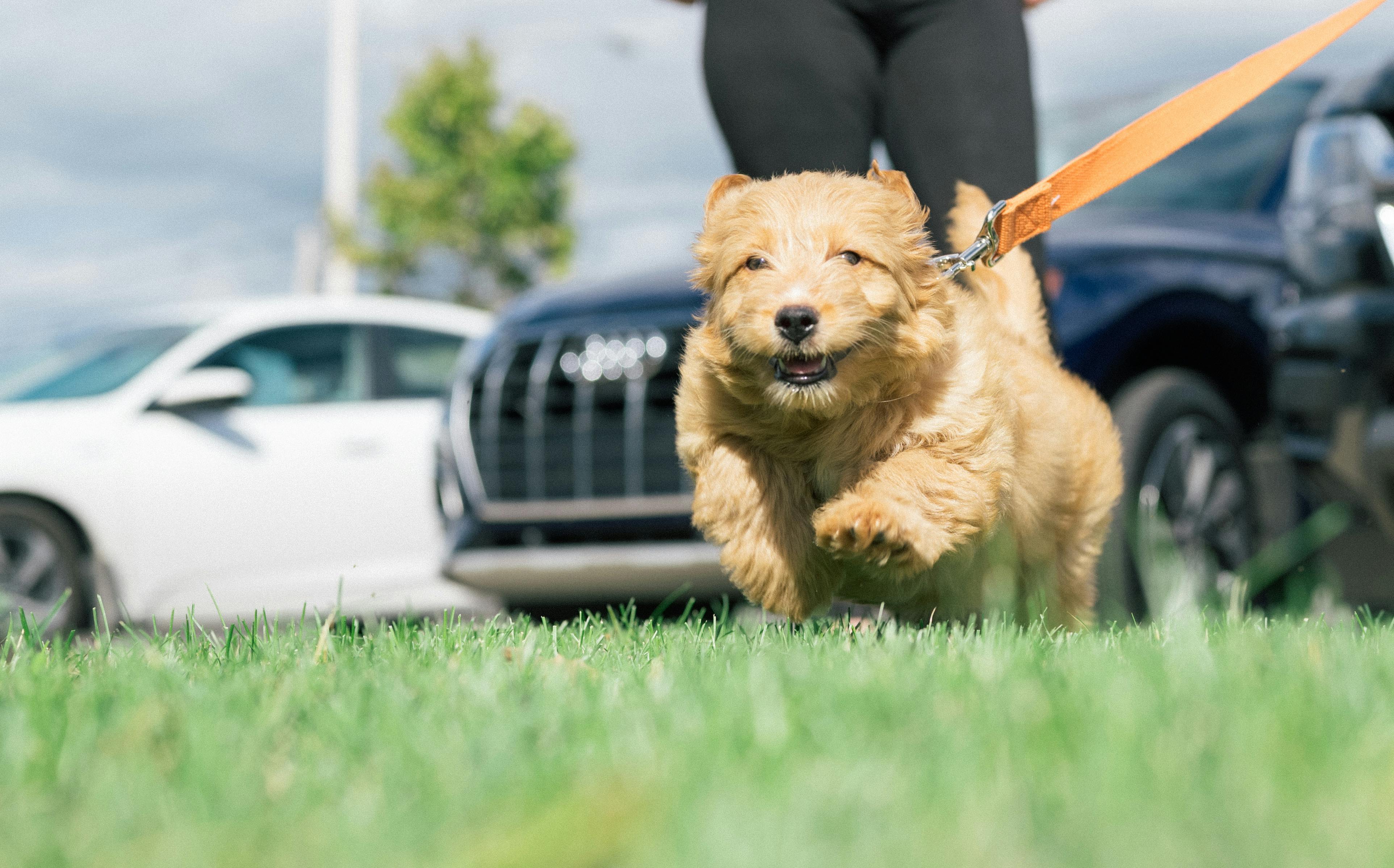 Meet the Goldendoodle Black Lab Mix: A Comprehensive Guide