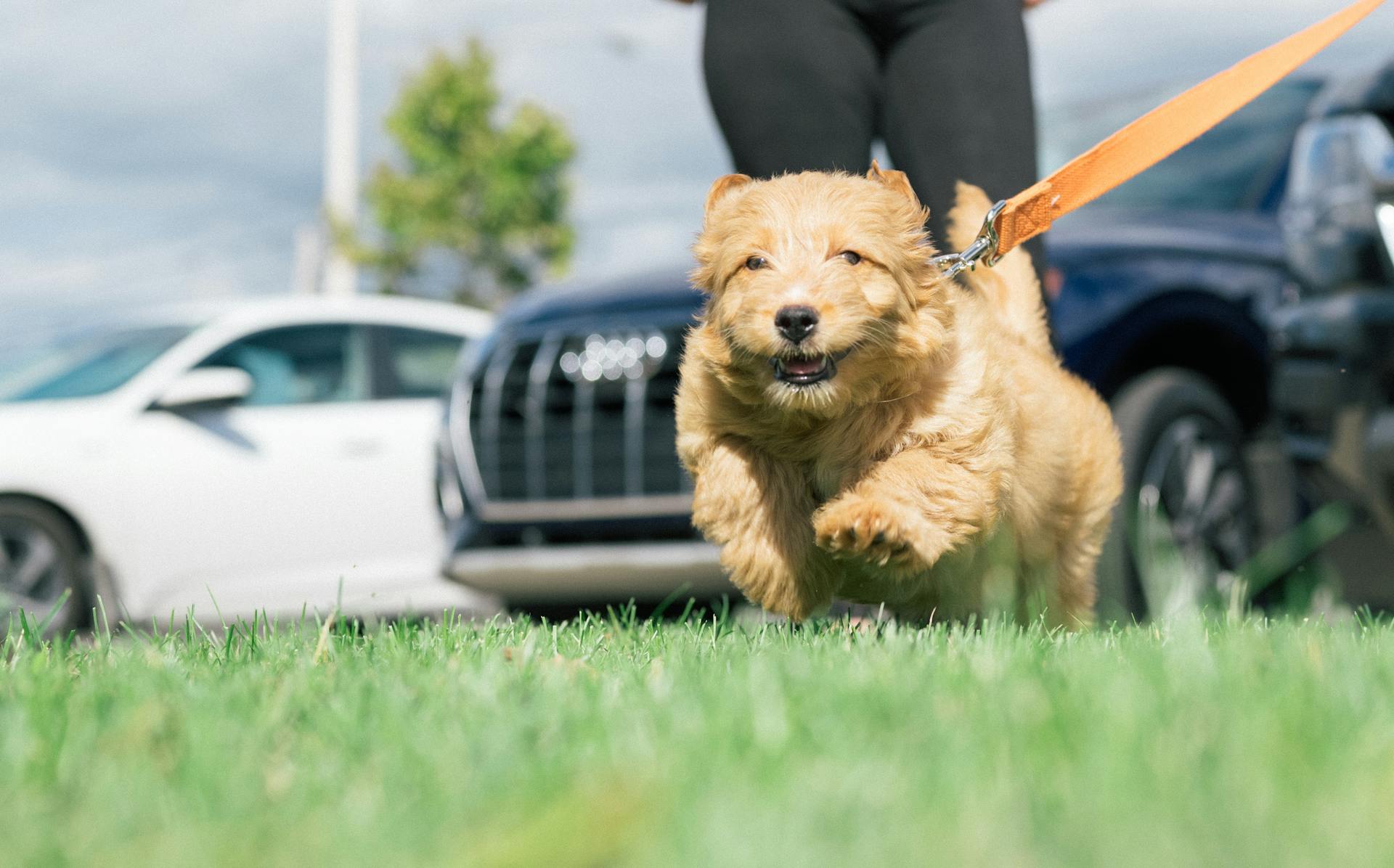 Le chien Goldendoodle qui court dans un champ de foin