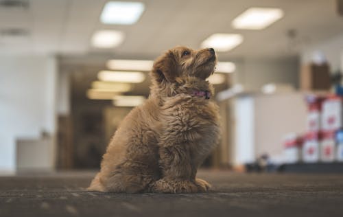 Darmowe zdjęcie z galerii z fotografia zwierzęcia, goldendoodle, gryzmolić