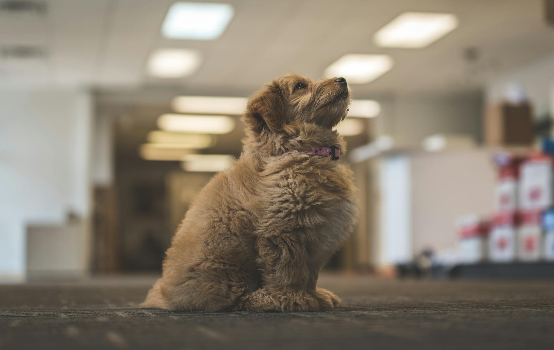 Side View of a Brown Dog Looking Up