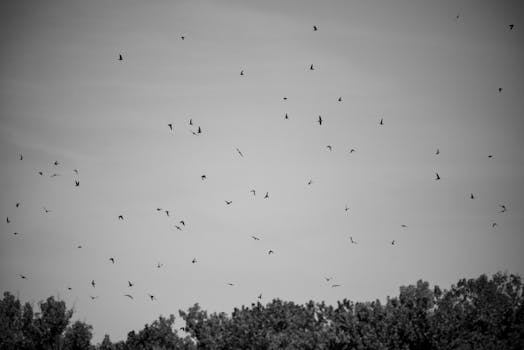 A grayscale image of a flock of birds flying over trees under a vast sky.