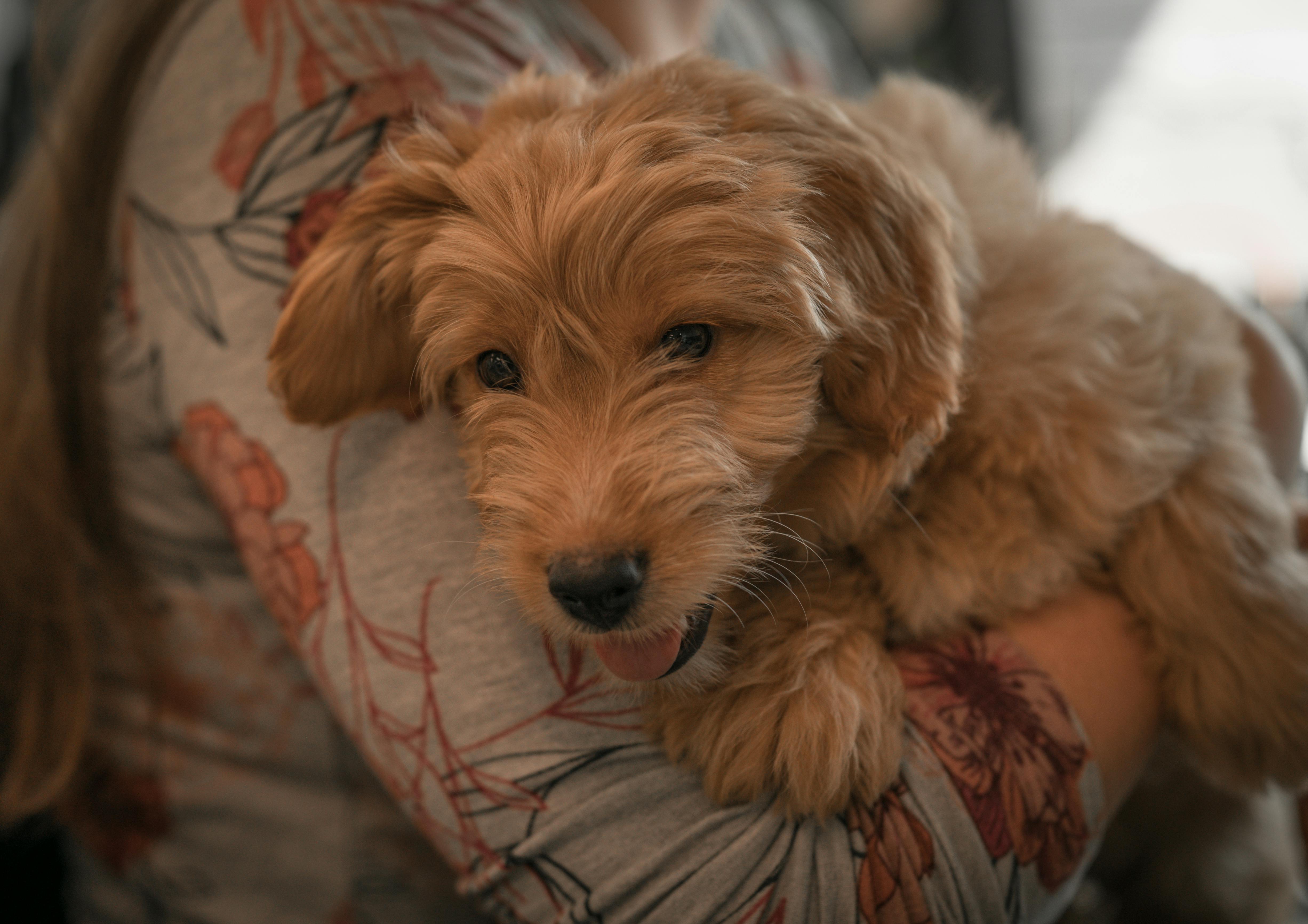 Charming puppy being held indoors, highlighting warmth and affection.