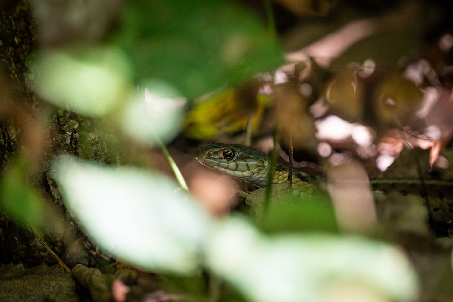 A snake blends into the forest undergrowth, capturing the beauty of wildlife camouflage.