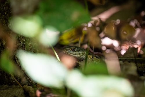 Free A snake blends into the forest undergrowth, capturing the beauty of wildlife camouflage. Stock Photo