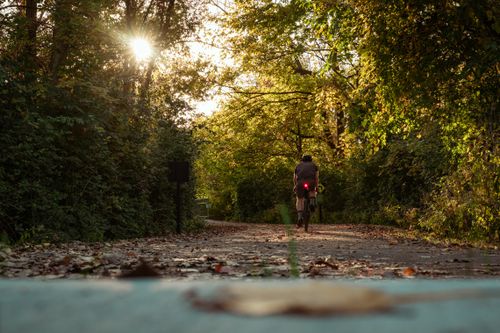Free A cyclist rides through a lush forest path as sunlight filters through the trees. Stock Photo