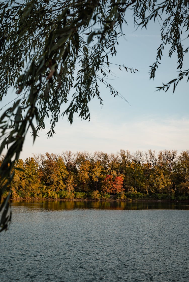 Brown And Green Trees Beside River