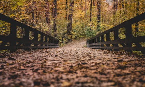 Foto profissional grátis de árvores, declínio, floresta