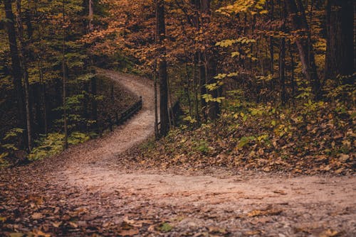 Foto profissional grátis de árvores, estrada de terra, floresta