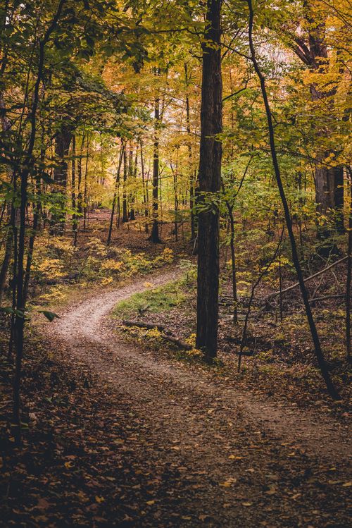 Free A tranquil path winding through a forest with vibrant autumn foliage, showcasing nature's beauty. Stock Photo