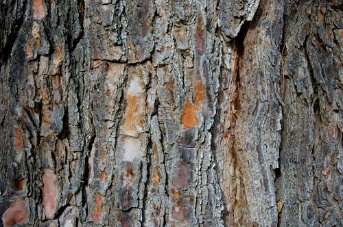 Kostenloses Stock Foto zu baumrinde, holz, nahansicht