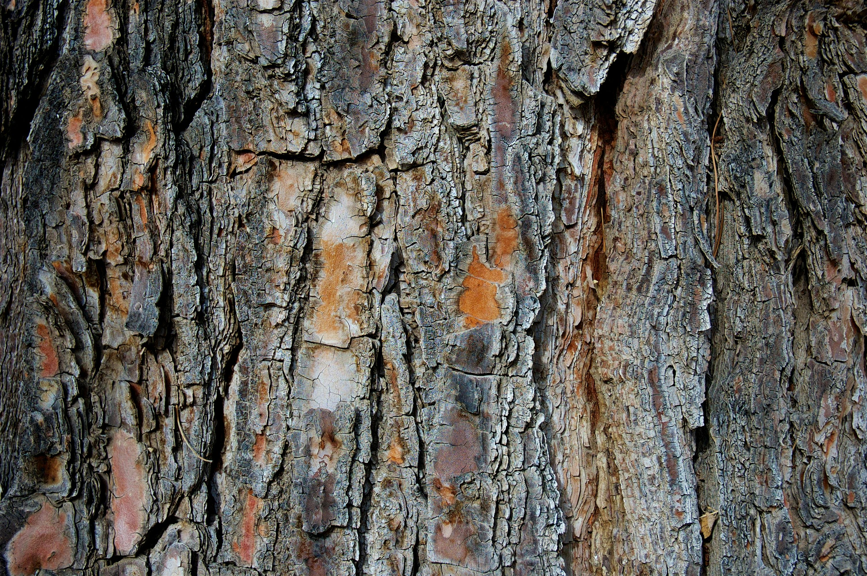 Close-Up Photograph of a Tree's Bark · Free Stock Photo