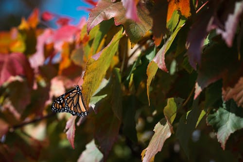 De franc Foto d'estoc gratuïta de fulles, insecte, papallona Foto d'estoc