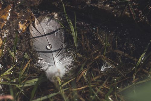 Free A detailed shot of a feather with a water droplet resting on grass and ground. Stock Photo