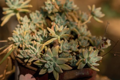 Succulent Plant on a Metal Pot