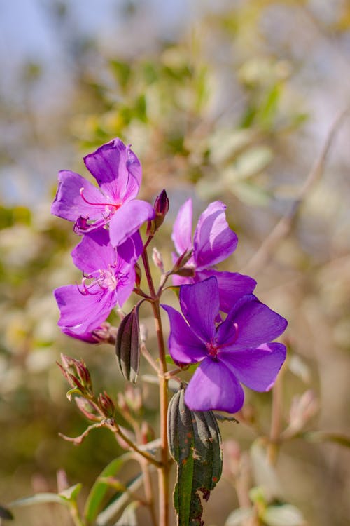 Purple Flowers in Close Up Shot