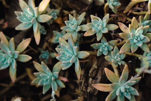 Green and Yellow Succulent in Close Up Photography