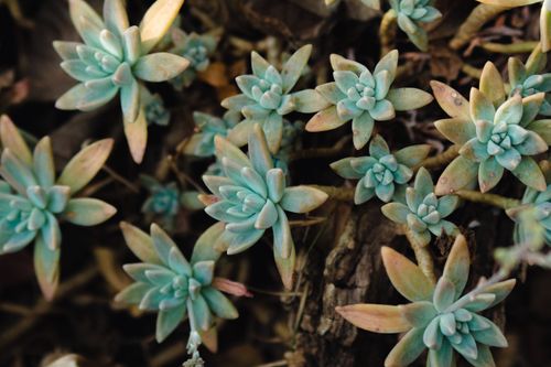 Free Detailed close-up of green succulent plants with water droplets on leaves. Stock Photo