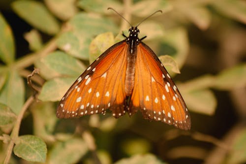 Free Queen Butterfly Perched on a Leaf Stock Photo
