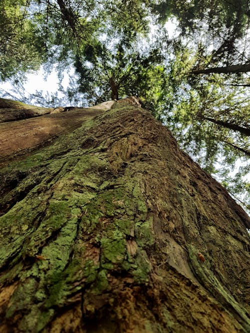 Δωρεάν στοκ φωτογραφιών με stanley park, απλός, Βανκούβερ