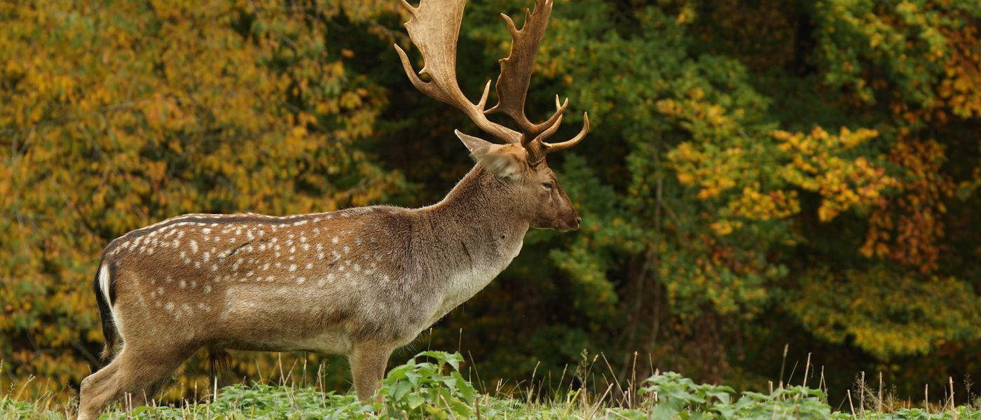 Deer Insurance: Protecting Your Velvet and Venison Operation