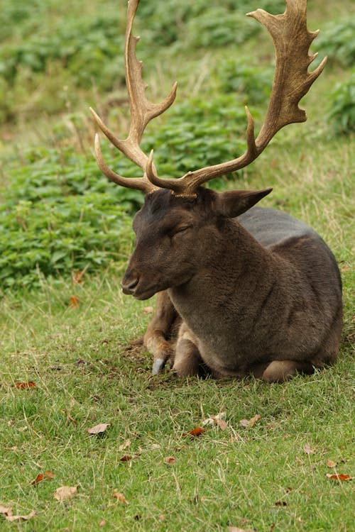 Photo of Deer Lying on Grass
