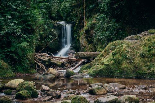 Free A tranquil forest waterfall surrounded by lush greenery and moss-covered rocks. Stock Photo