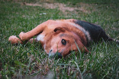 Dog Lying on Grass