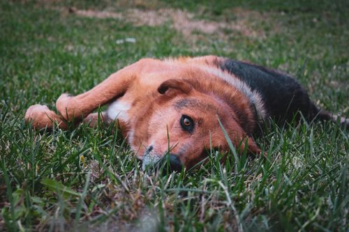 Free Charming photo of a dog lying on grass, showcasing its relaxed and cute demeanor outdoors. Stock Photo
