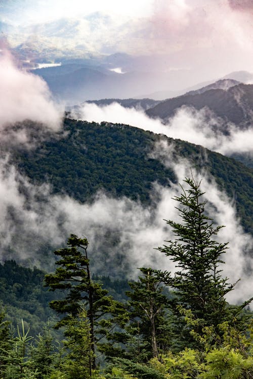 Alberi Dalle Foglie Verdi