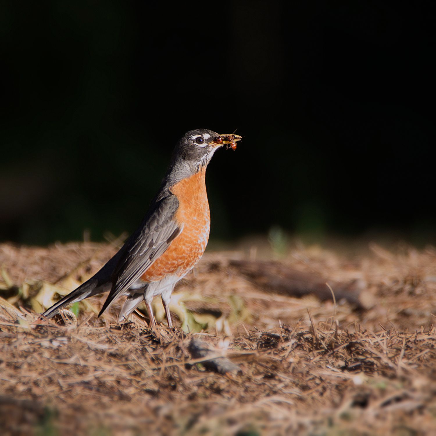Close-Up Photo of a American Robin · Free Stock Photo