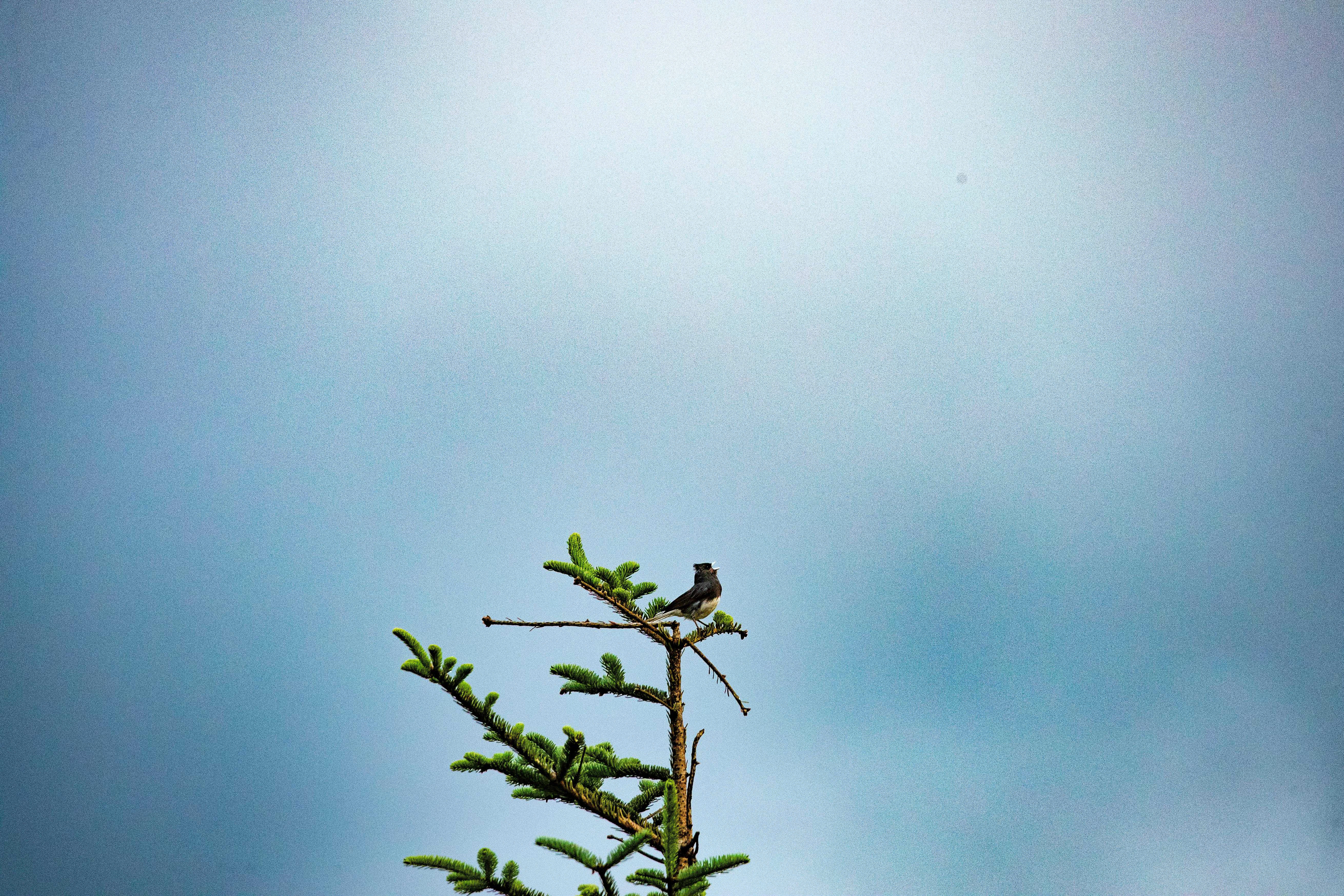 Foto De Stock Gratuita Sobre árbol Cantando Canto - 