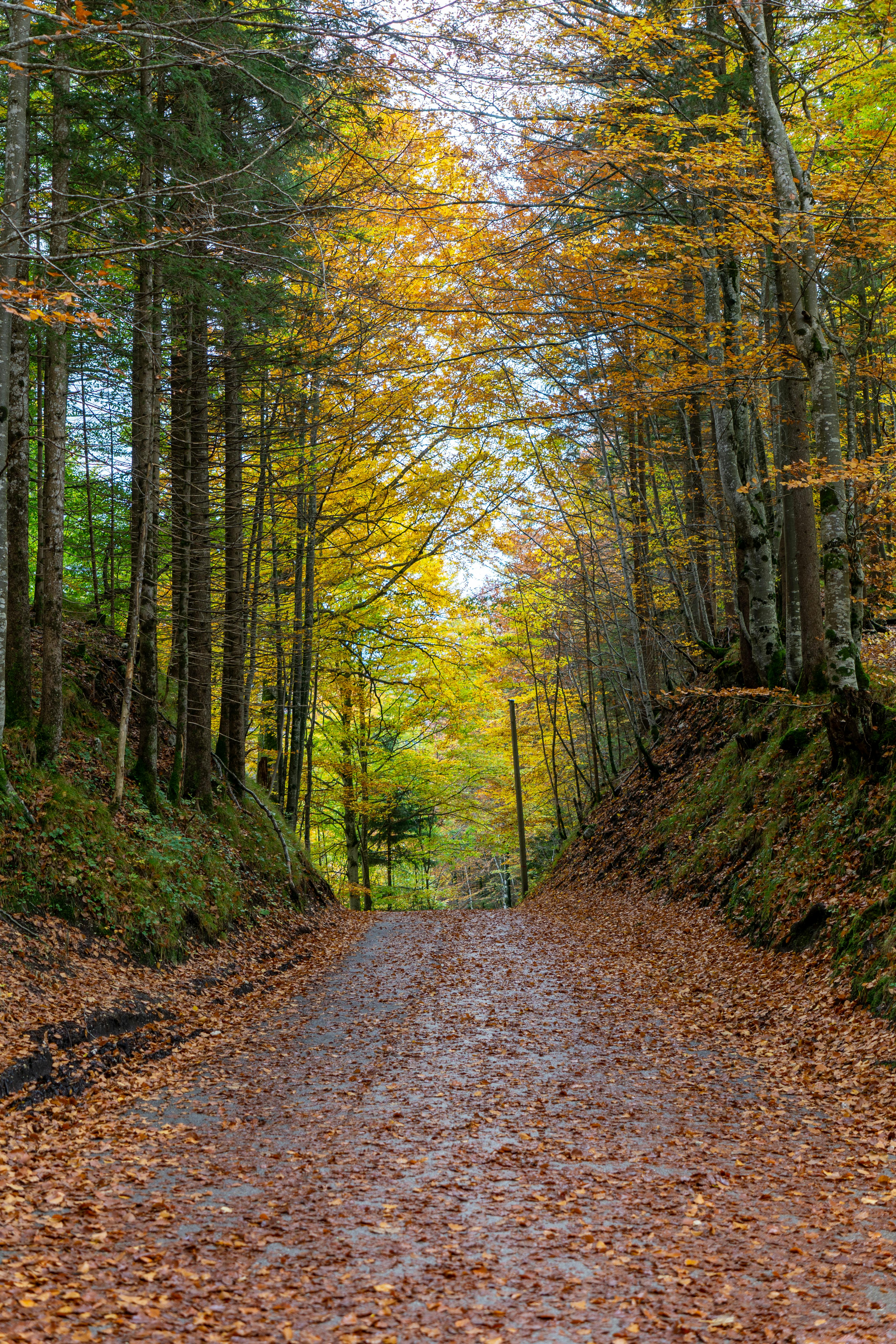 Photo by Tibor Szabo