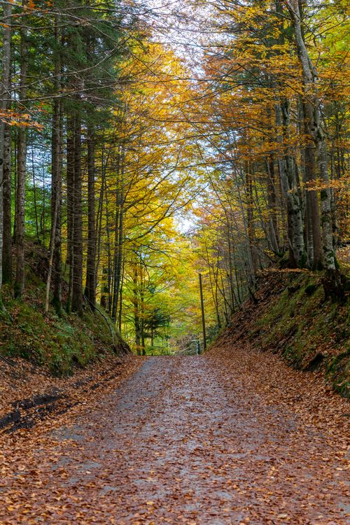 Free A peaceful forest road covered with golden autumn leaves and surrounded by tall trees. Stock Photo