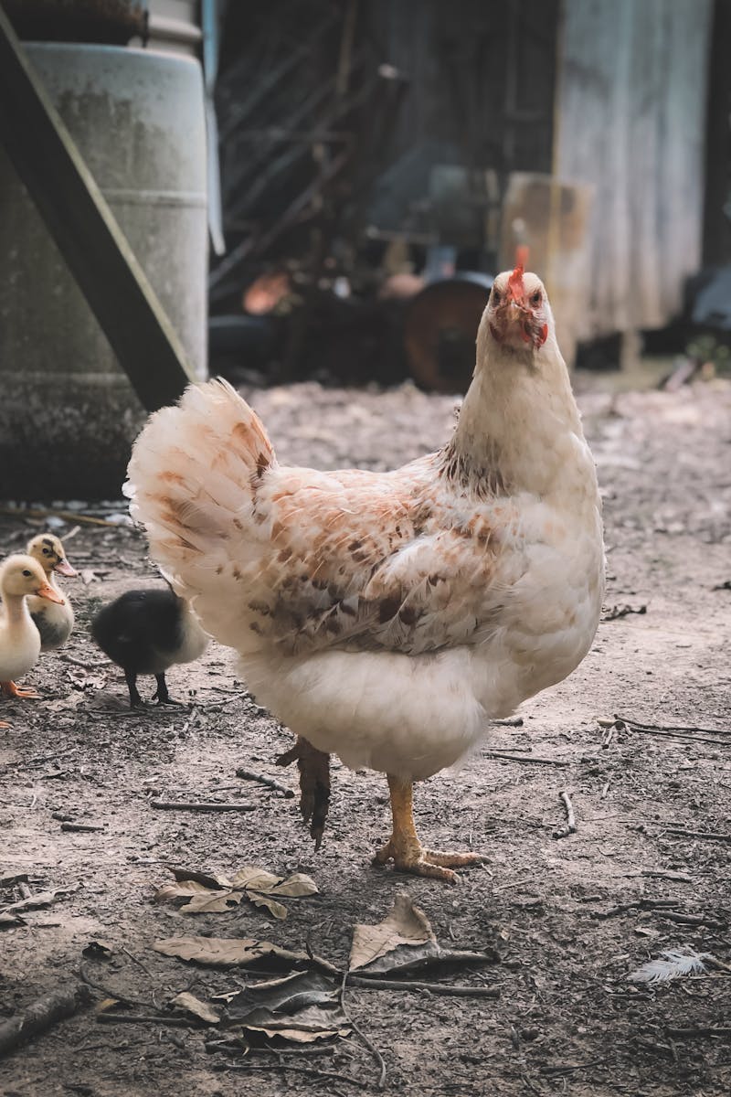 Selective Focus Photography of White Hen
