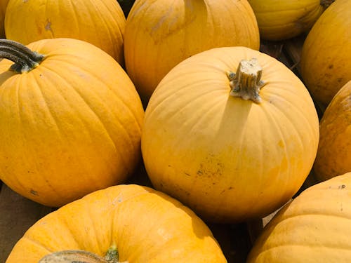 Ingyenes stockfotó esés, halloween, legelő témában