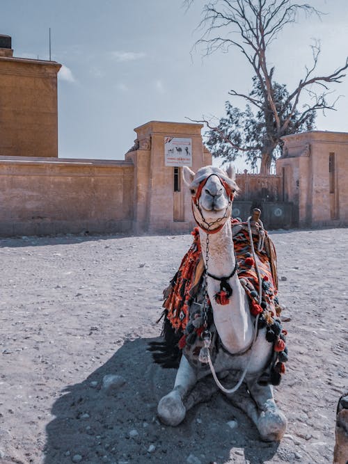 Gratis stockfoto met aan het liegen, Arabische kameel, beest