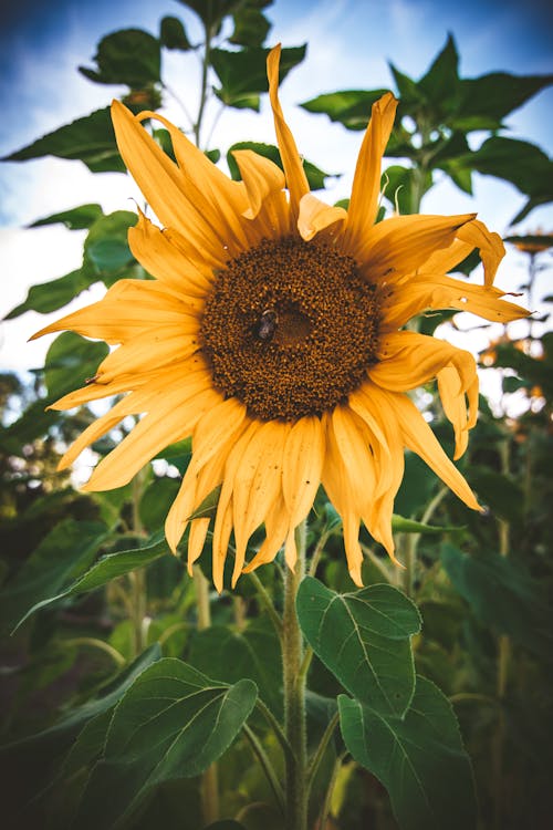 Yellow Sunflower Close-up Photography