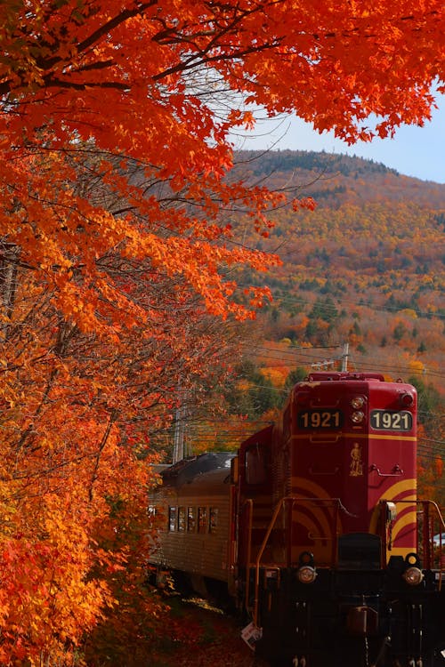 Train in Autumn Scenery