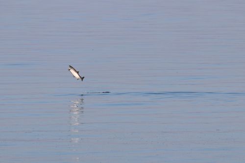 Free A stunning image of a salmon leaping out of serene blue water, showcasing nature's beauty. Stock Photo