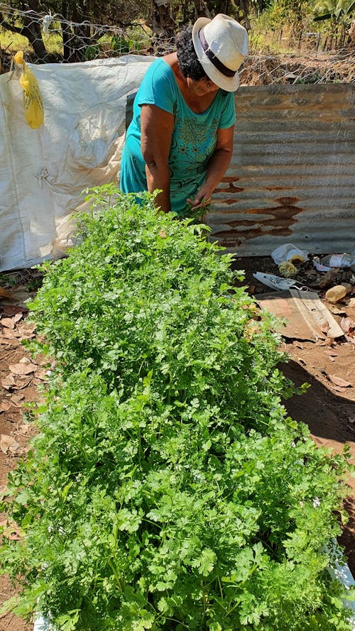 Imagine de stoc gratuită din gradina de legume, teren agricol