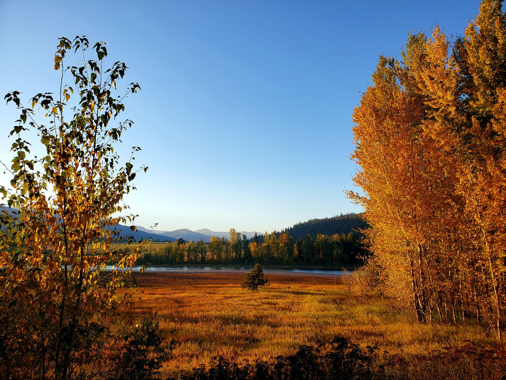 Idaho Shooting Leaves