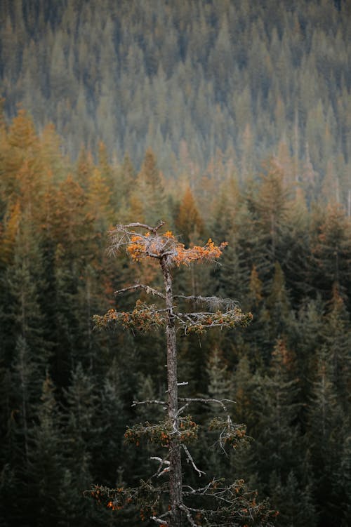 çıplak ağaca, dağlar, dallar içeren Ücretsiz stok fotoğraf