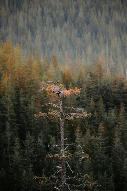 Foto d'estoc gratuïta de arbre nu, bosc, boscos