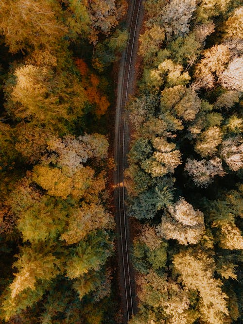 Aerial View of Railway Tracks Cutting Through an Autumn Forest
