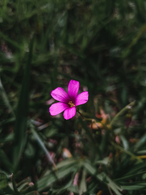 Foto d'estoc gratuïta de creixement, delicat, flor