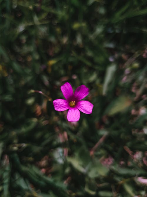 Foto d'estoc gratuïta de creixement, delicat, flor