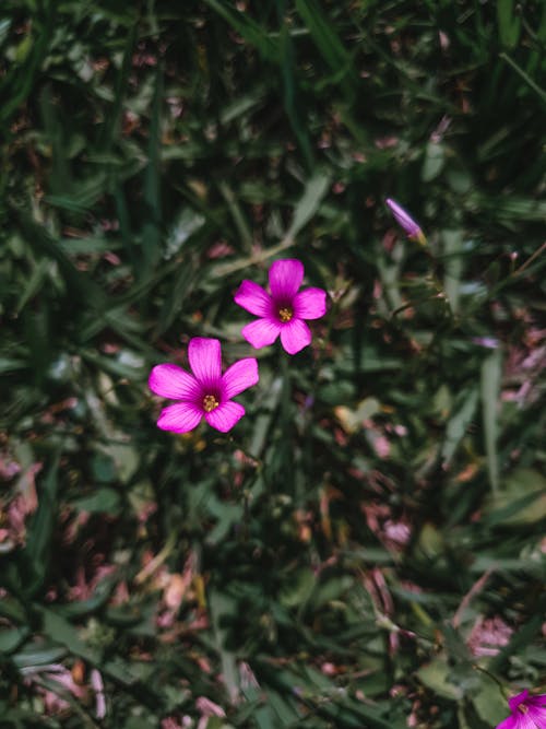 Foto profissional grátis de alazão-de-rosa, aumento, delicado