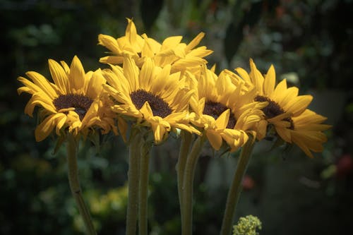 Sunflowers in Close-Up Photography